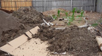 No bought in soil here... this is no-dig clay - topped with a bit of goodness... but a year later it was a couch infested mass that took about 12 hours of work to clear by hand.