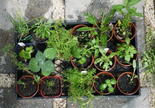 Example of herbs & seedlings in 4" Pots