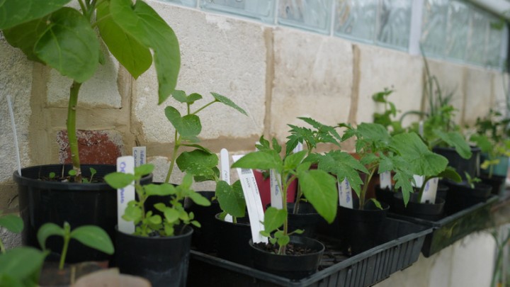 2014 Seedlings