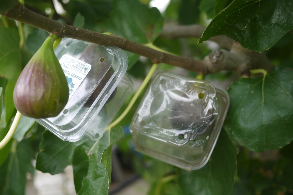 How to Protect Figs from Birds? 