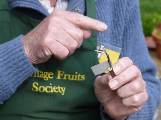 Cleft grafting technique