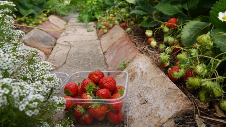 14_strawberries